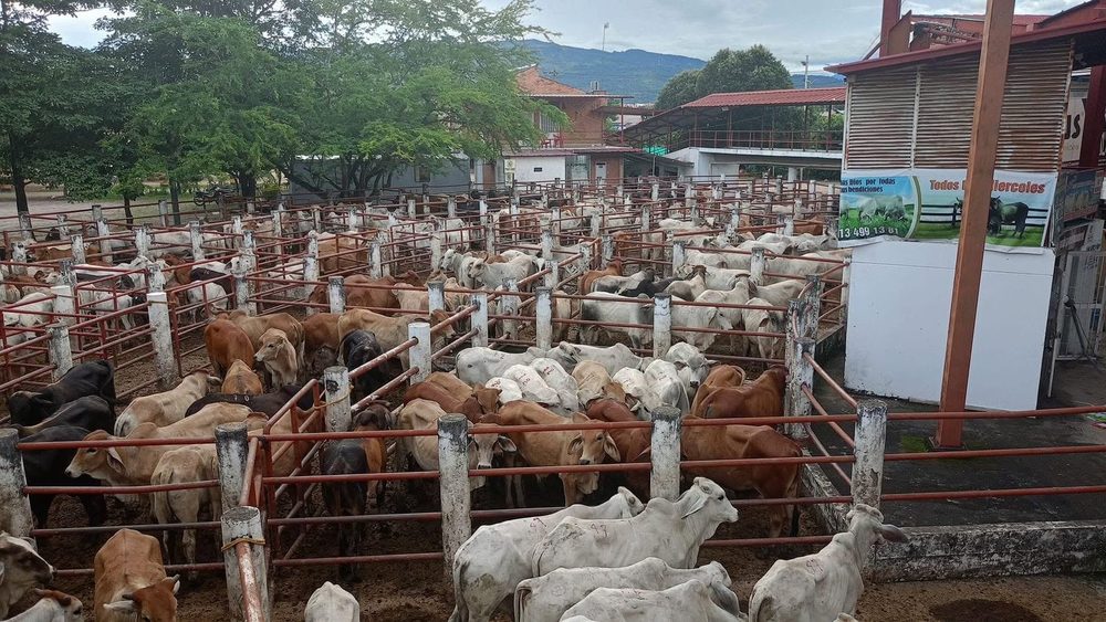 Corrales de la subasta de Aguazul llenos de ganado