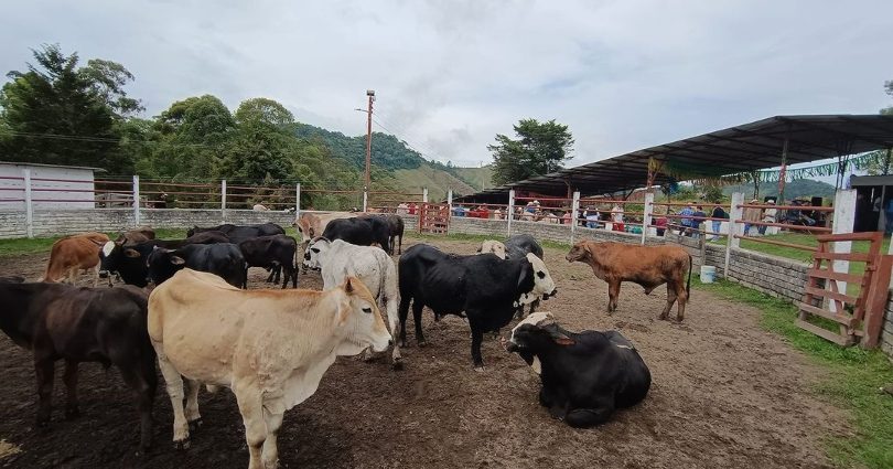 Corral de la subasta con ganado durante una jornada